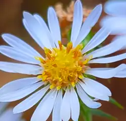 white ray florets and yellow disk florets