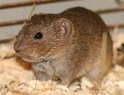 Brown lemming
