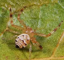 female