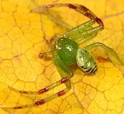 female