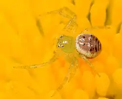 female