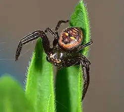 juvenile female