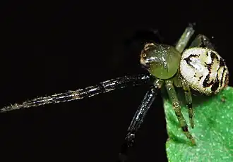 female