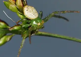 female