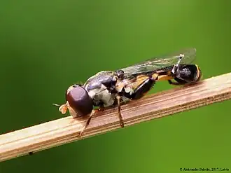 Syritta pipiens actual size 6.5–9.5&nbsp;mm (1⁄4–3⁄8&nbsp;in)