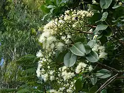 Inflorescence