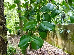 Foliage