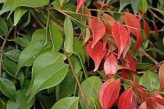 Foliage