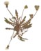 T. stenolobum