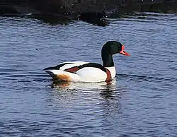 Common shelduck, Oulu