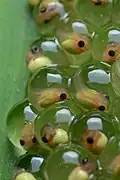 Agalychnis callidryas tadpoles