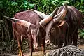 Ankole-Watusi