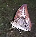 Ventral view from Indonesia