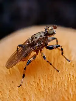 A brown fly with black spots on the thorax and black stripes on its legs standing on an orange fungus