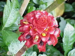 Tapeinochilos ananassae (Costaceae)