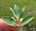 Leaf