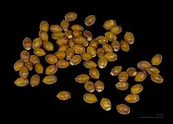 Seeds