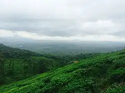 Tea plantations, Chembra peak, Western Ghats