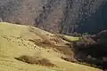 Livestock grazing