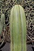 Stem