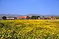 Tel Te'omim with Mount Gilboa