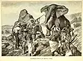 Elephant shooting