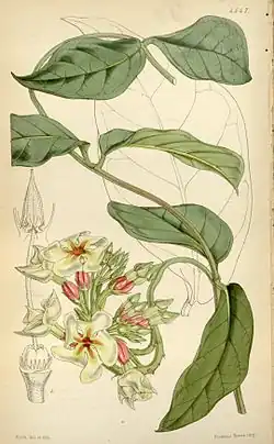 Temnadenia odorifera