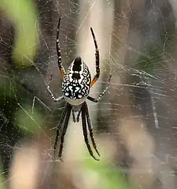 C. moluccensis