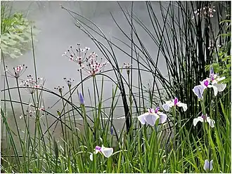 Terra Botanica