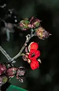 Dehiscing fruit