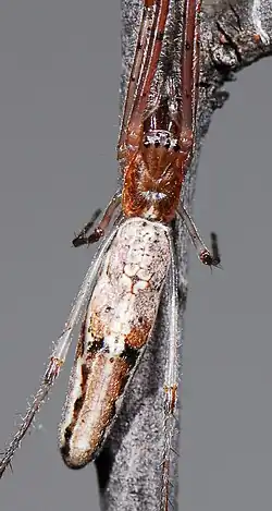 female
