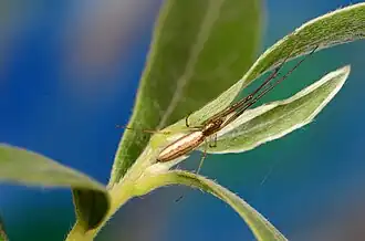 female