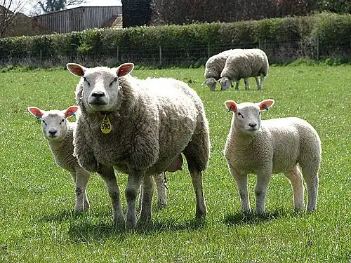 British Texel ewe with twin lambs in Norfolk