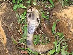 Image 32The Binocellate Cobra(naja naja) (from List of snakes of South Asia)