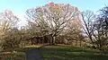 The Oak of Honour on One Tree Hill