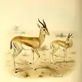 Illustration of G. d. pelzelni