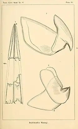 #30 (25/11?/1873), Two-part beak and gladius fragments of the Logy Bay specimen (Verrill, 1880a:pl. 15)