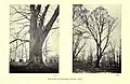 The great elm in The Grove, Magdalen College, Oxford (ca. 1870)[23]