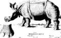 Rhinoceroses' hooves