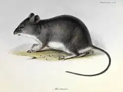 Drawing of gray rat