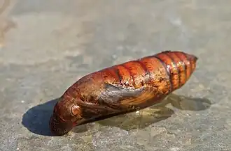 Pupa