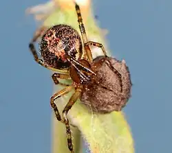 T. purcelli with egg sac