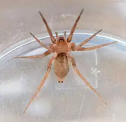 female T. capensis