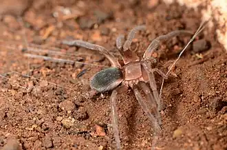 female
