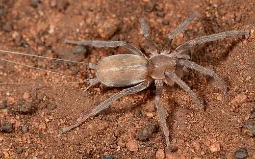 female, showing spinnerets
