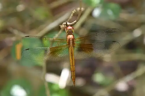 young male