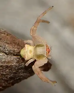 female