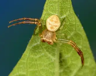 male