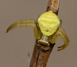 female