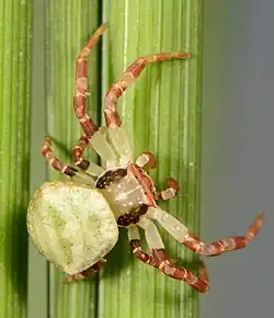 juvenile